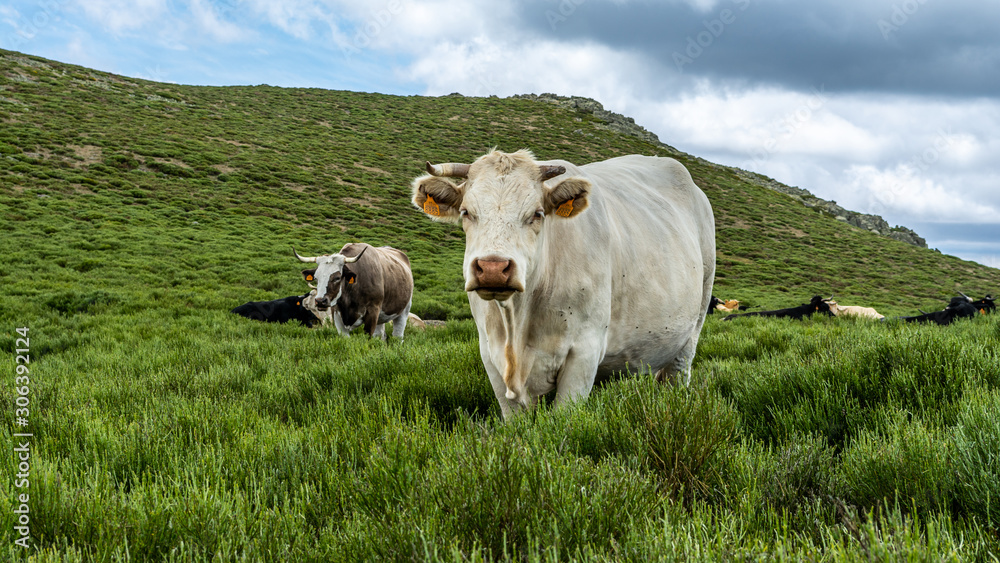 Fototapeta premium Free Cows at La Pediza, Mountains of Madrid, Spain