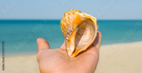 open palm hold a marine shell, outdoor sea beach scene