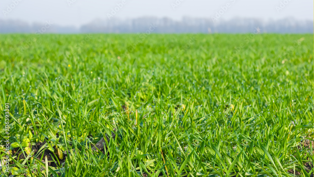 closeup green rural field at the early morning, agriculture background closeup green rural field at the early morning, agriculture background