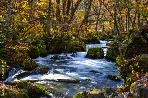 Oirase Stream in sunny day  beautiful fall foliage