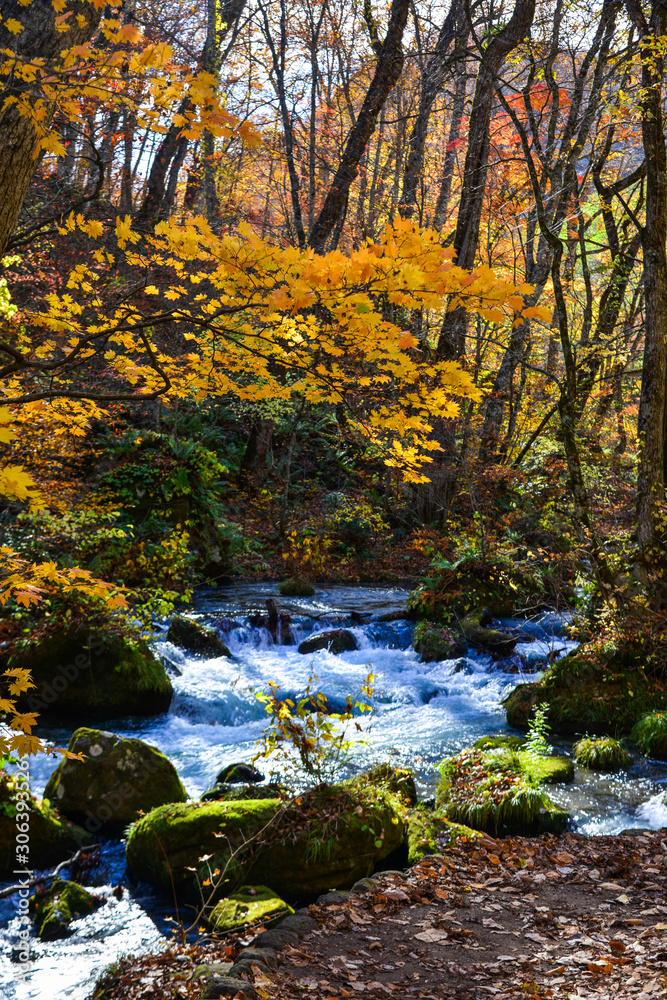 Oirase Stream in sunny day, beautiful fall foliage