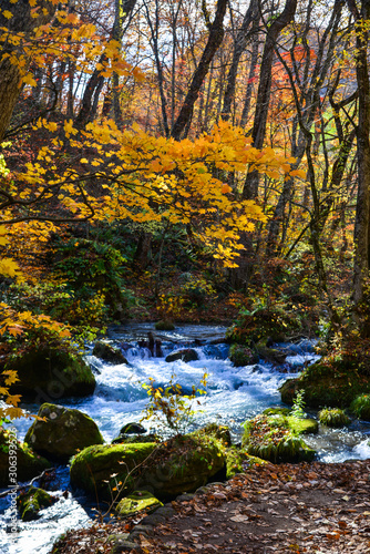 Oirase Stream in sunny day  beautiful fall foliage