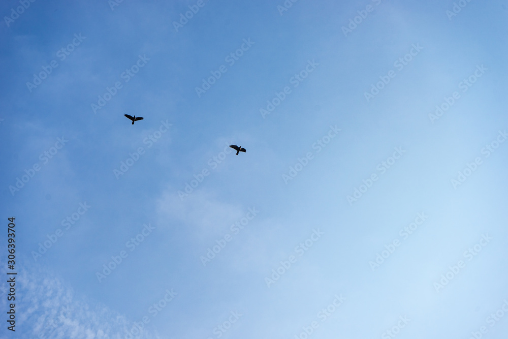 Eagles in the sky Eagles in the sky