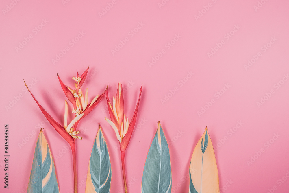 Fototapeta tropical flowers and summer concept from colorful flat lay and web banner design from heliconia with beauty leaf on pink vintage background