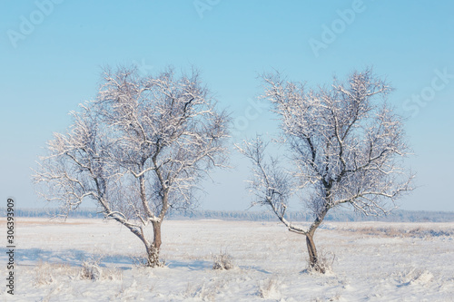pair of frozen tree among white winter snowbound plain