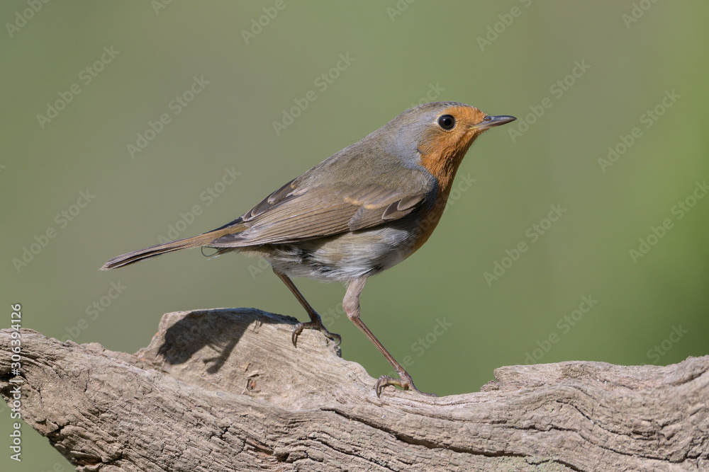 Rotkehlchen (Erithacus rubecula) European Robin Rotkehlchen (Erithacus rubecula) European Robin