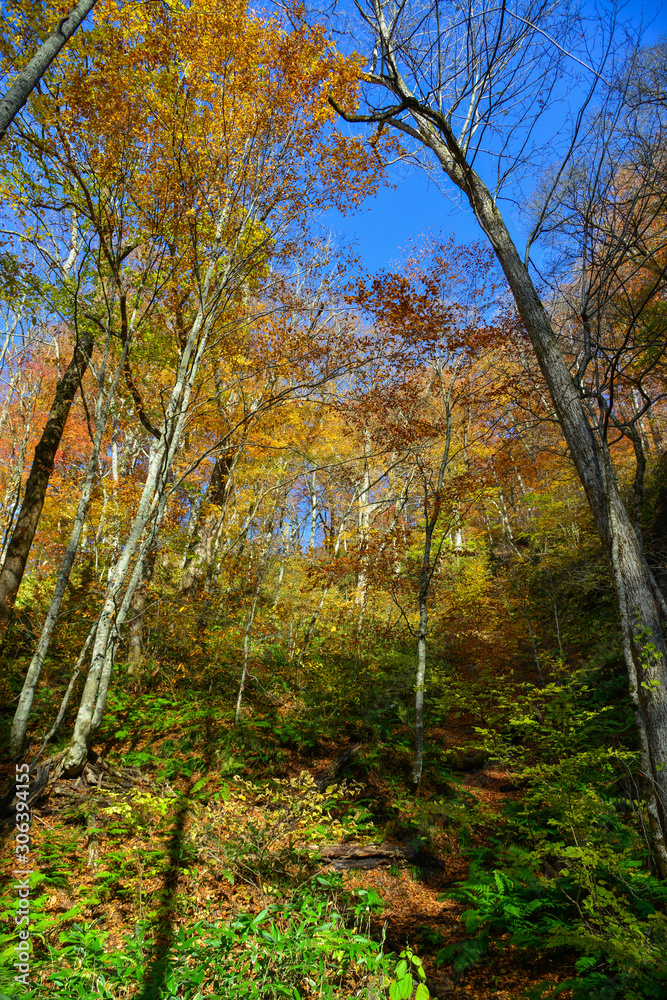 Autumn scenery of Oirase Gorge, Japan