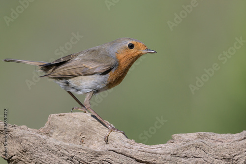 Rotkehlchen (Erithacus rubecula) European Robin