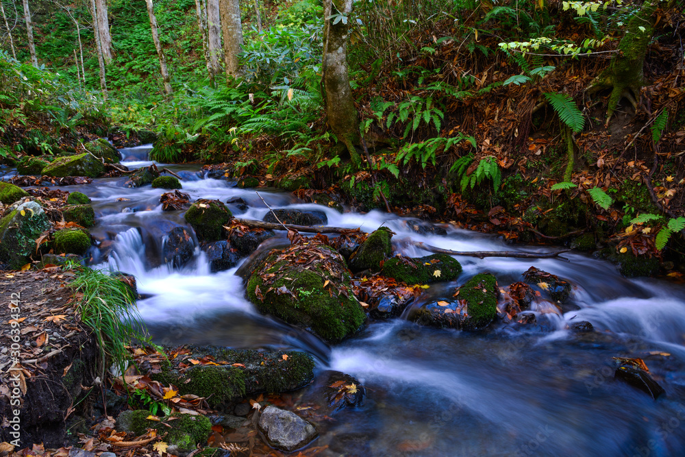 Oirase Stream in sunny day, beautiful fall foliage Oirase Stream in sunny day, beautiful fall foliage