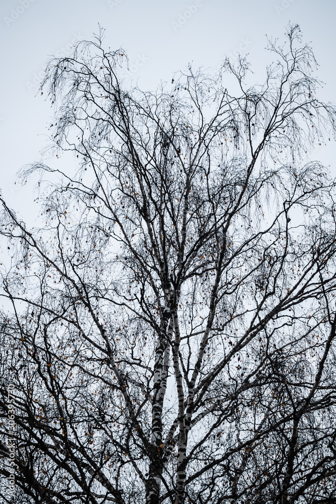 Birch tree silhouette on an autumn sky background Birch tree silhouette on an autumn sky background