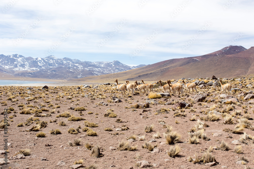 a Guanaco herd in andes