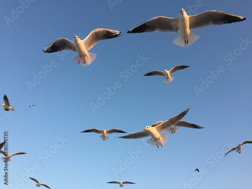 Seagulls flying in a blue sky background