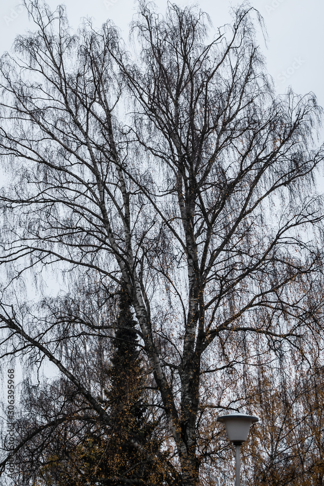 Birch tree silhouette on an autumn sky background