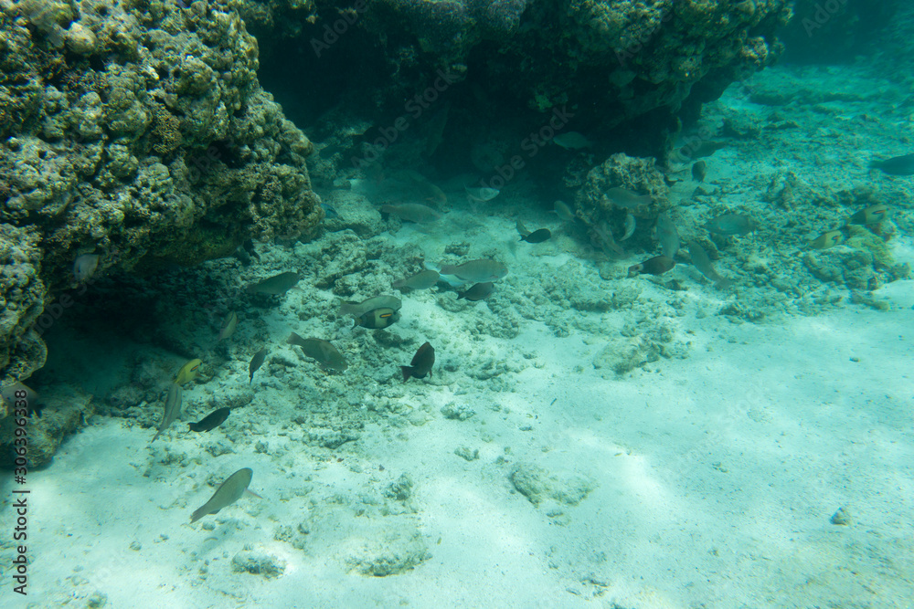 Fototapeta premium Beautiful corals in the reef