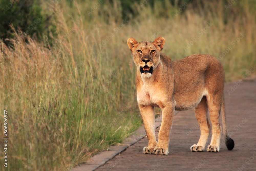The lioness (Panthera leo) staying on the road in South Africa Safari. The lioness (Panthera leo) staying on the road in South Africa Safari.