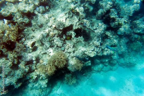 Beautiful corals in the reef