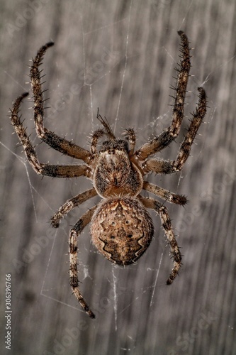Hairy spider weaves a web.  The eyes of the spider