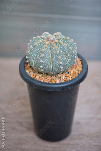 Astrophytum Asterias cactus in flower pot