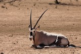 The gemsbok or gemsbuck (Oryx gazella) lying on the sand with sand in the background.