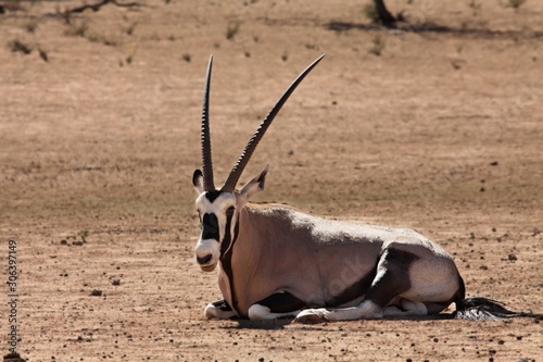 The gemsbok or gemsbuck (Oryx gazella) lying on the sand with sand in the background.