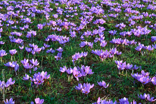Field of flowering purple blossom crocuses in the area of Kozani in northwestern Greece
