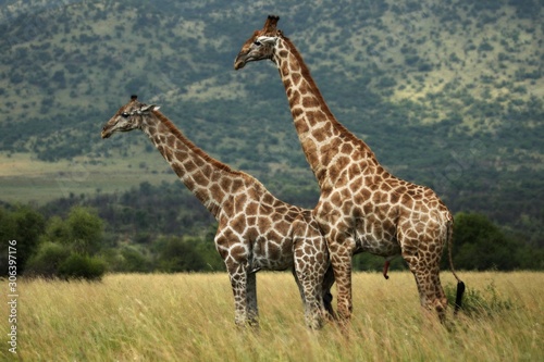 A pair of African giraffe  Giraffa camelopardalis giraffa  coupling in the grassland with green trees in background.