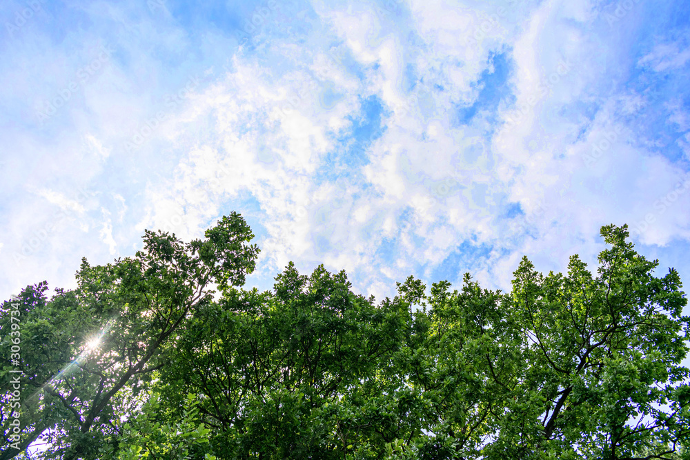 Blue sky with clouds, crowns trees, copy space Blue sky with clouds, crowns trees, copy space