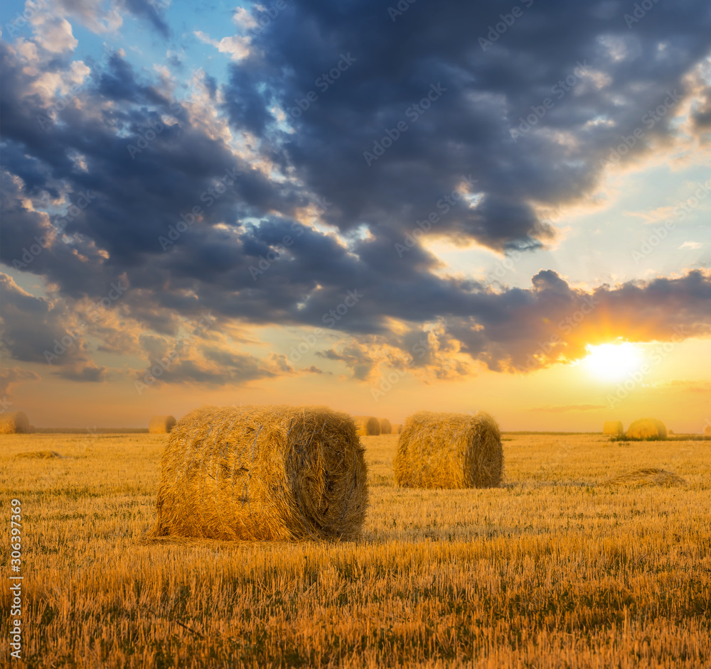 summer wheat field after a harvest at the sunset, countryside agricultural evening scene