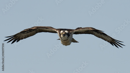 Head-on with an Osprey in flight.