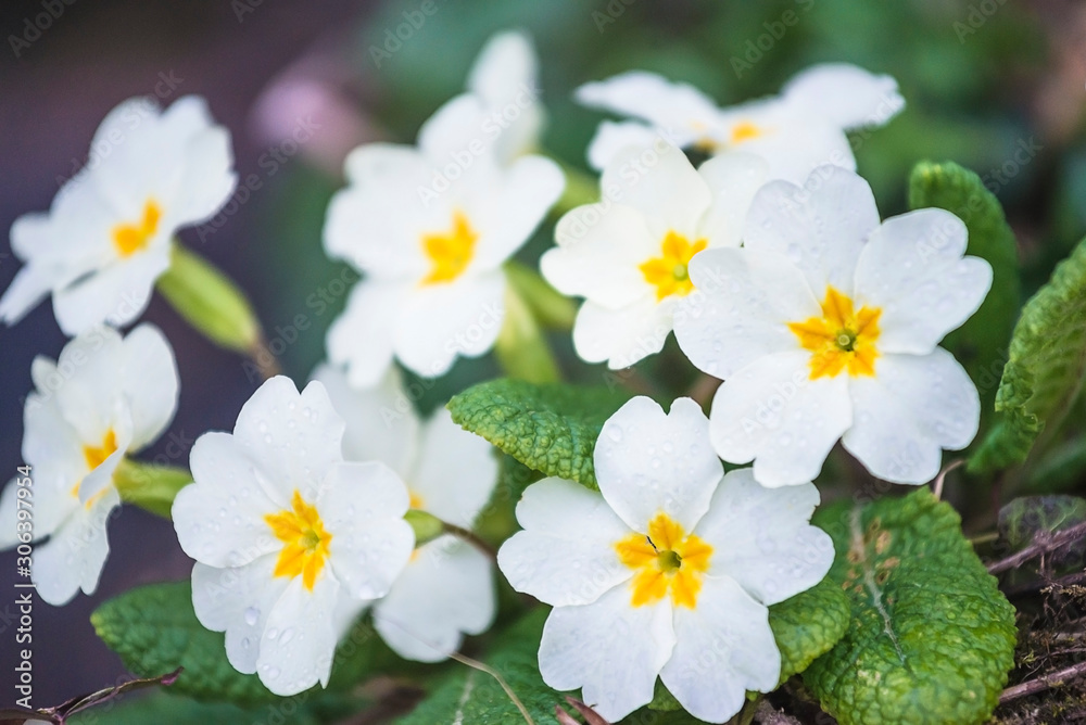 White primroses flowers blooming in the park close up