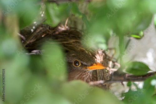 Blackbird nest   Amselnest © Rita Priemer