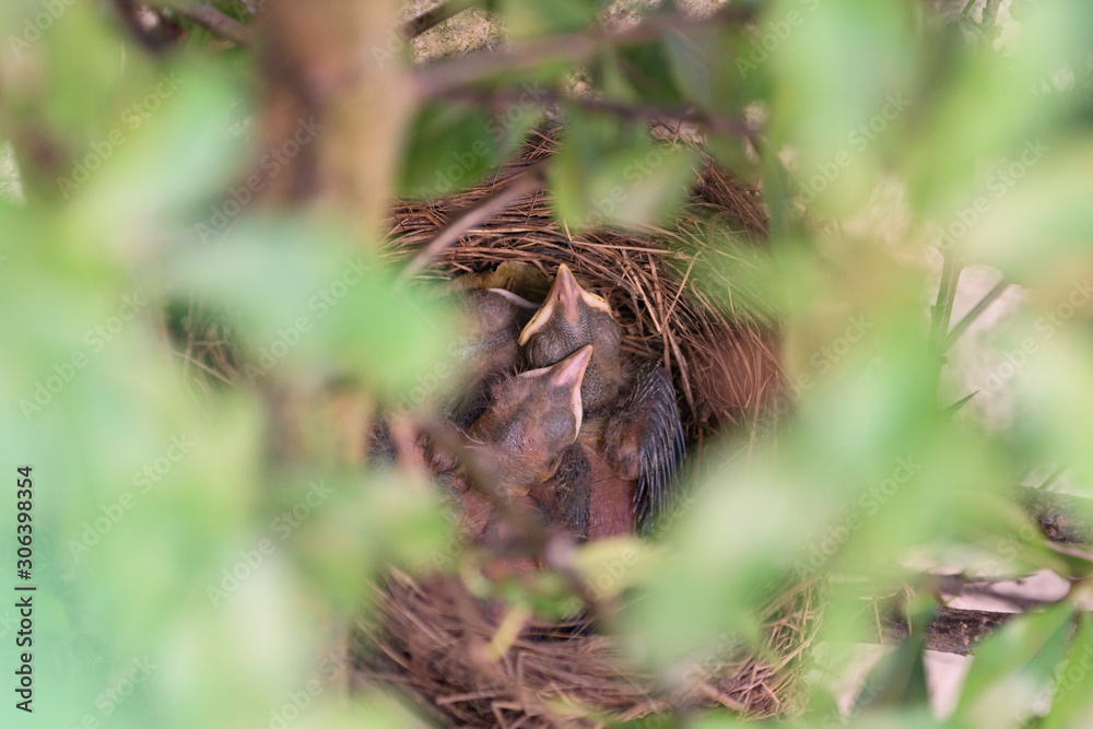 Blackbird nest | Amselnest