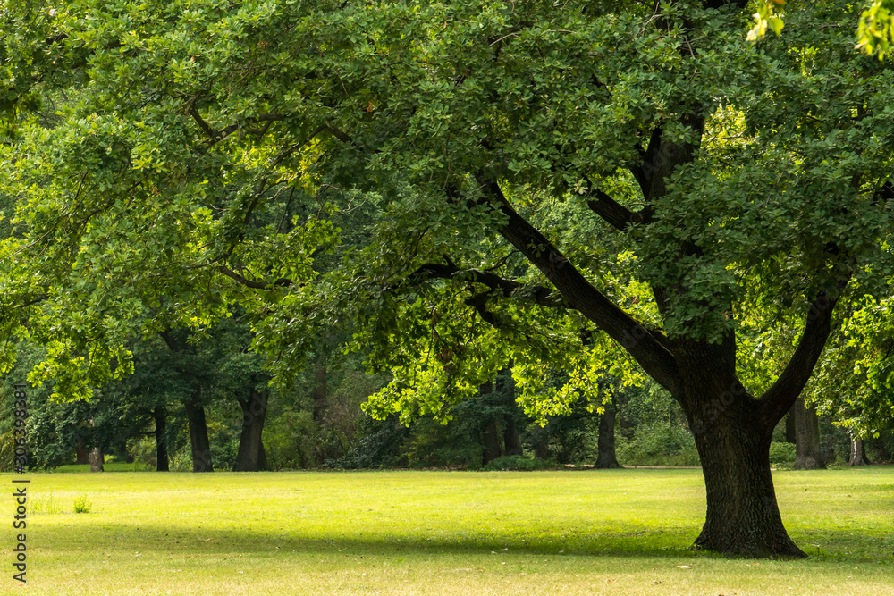 Big tree in Peaceful Garden Big tree in Peaceful Garden