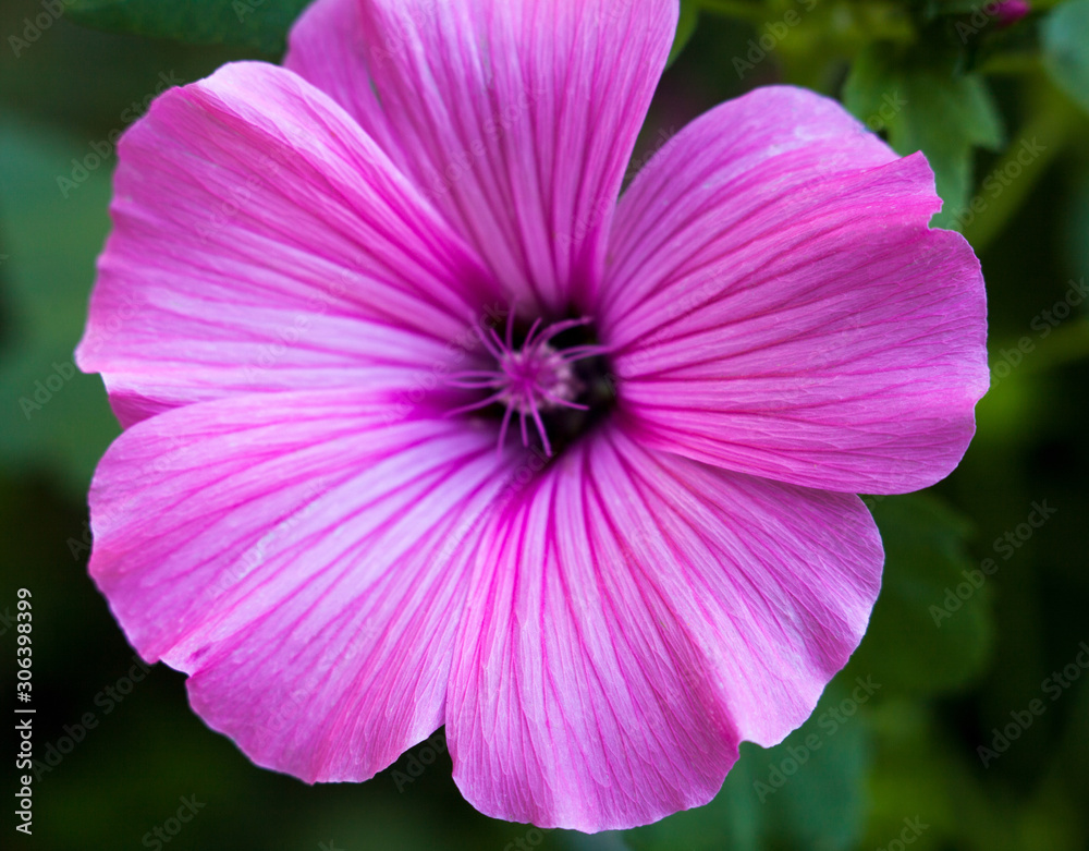 Fototapeta premium Pink lavatera (mallow) flower
