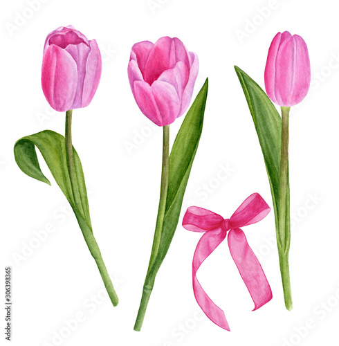 Watercolor illustration of pink tulips and bow