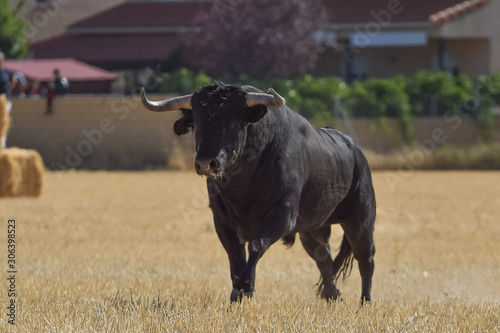 tremendous Spanish black bull running across the field