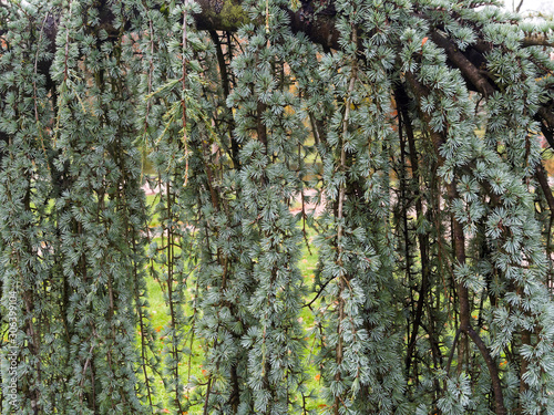 Cedrus atlantica 'Glauca pendula' ou cèdre bleu de l'Atlas pleureur et majestueux aux branches décoratives et retombantes aux feuilles de couleur bleu-gris argenté  photo