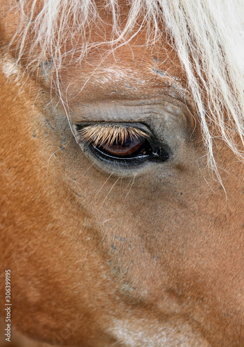 Head of a brown horse with white hair - closeup