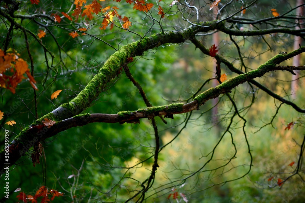 leaves of a tree