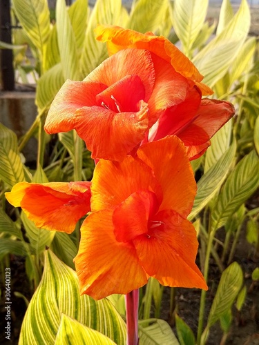 Beautiful pink canna flowers in home garden.