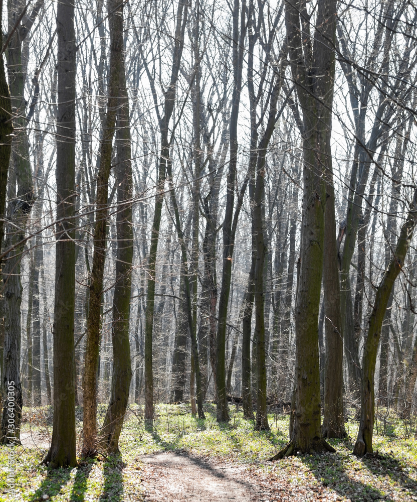 Dirt road in a spring forest Dirt road in a spring forest