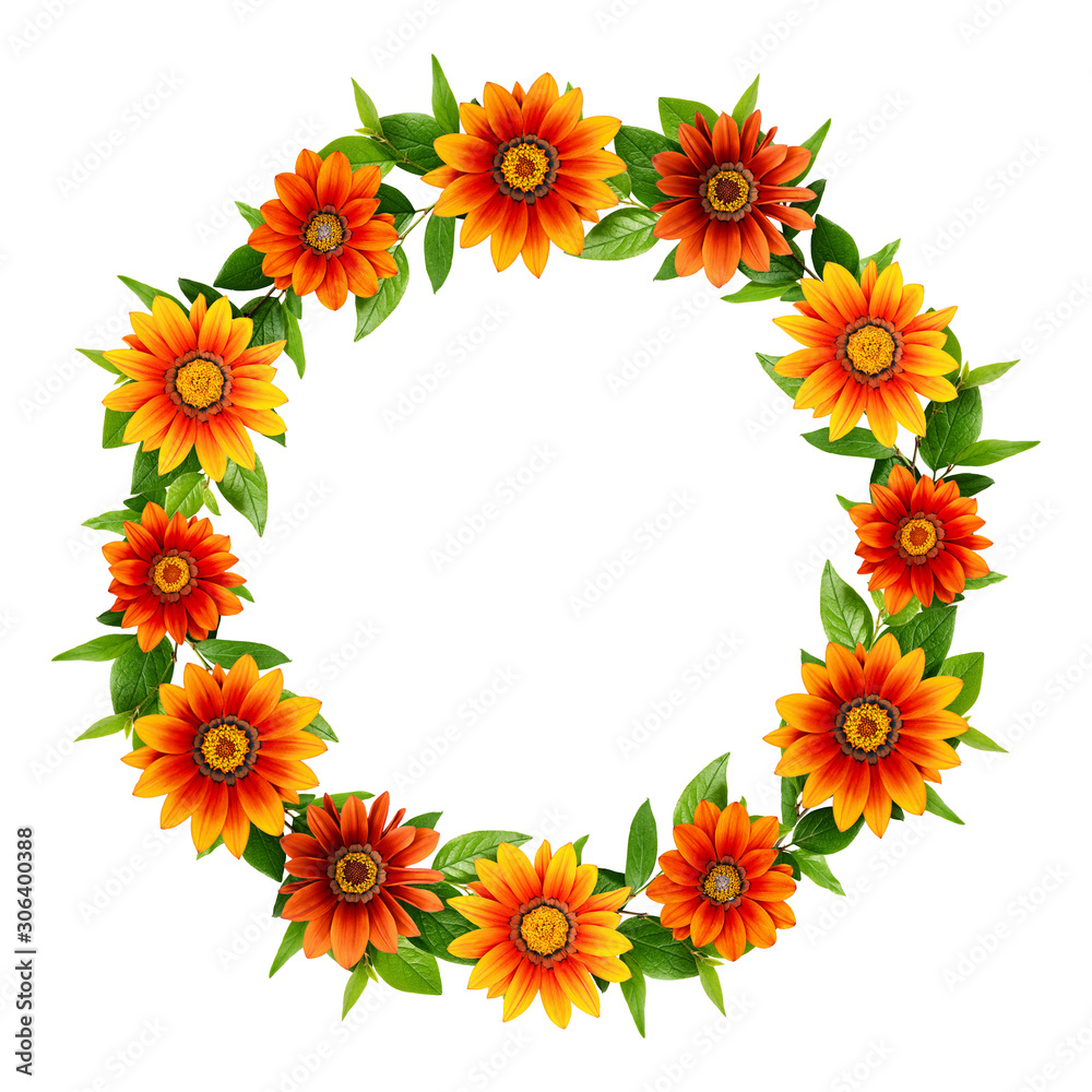 Round frame with green leaves and african chamomile flowers Round frame with green leaves and african chamomile flowers