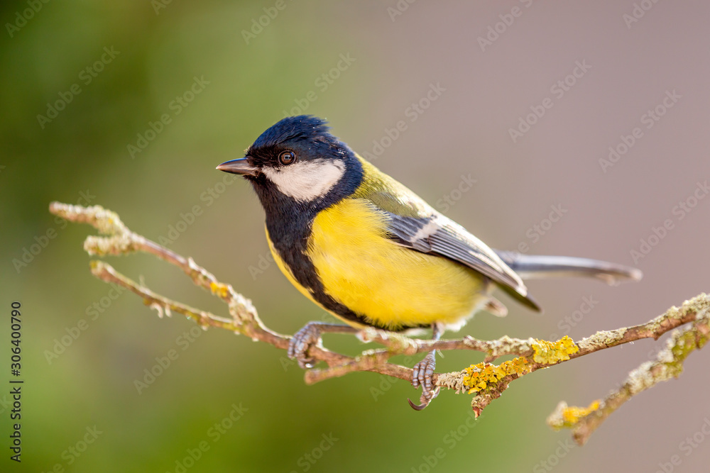 Great tit in nature in autumn. Great tit in nature in autumn.