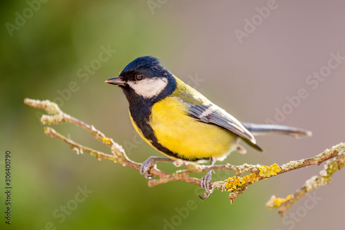 Great tit in nature in autumn.