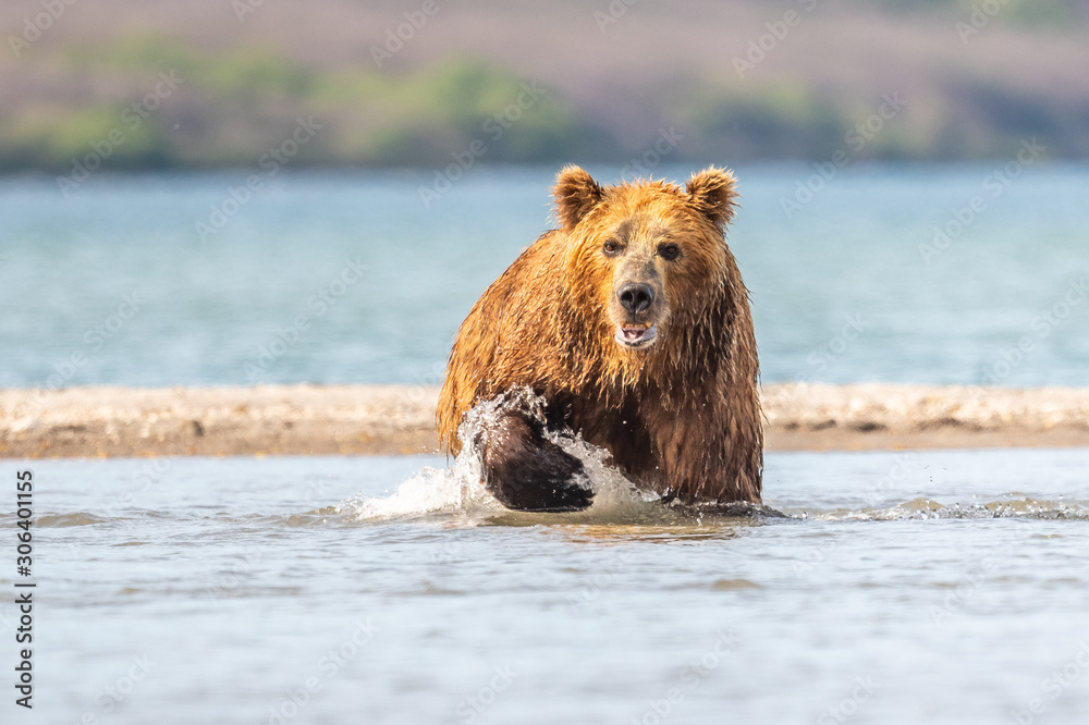 Ruling the landscape, brown bears of Kamchatka (Ursus arctos beringianus)