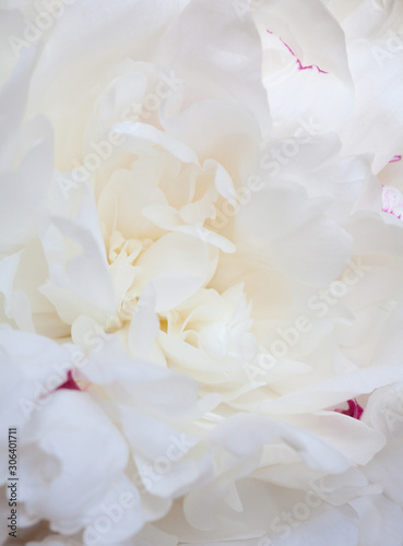 White peony flower © rootstocks