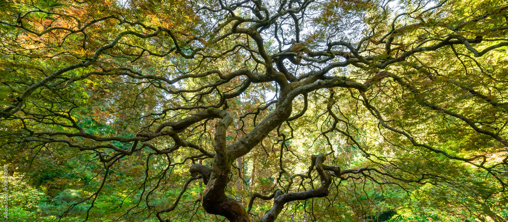 Wide angle view of the spiraling branches from underneath the famous Japanese Maple Tree in Portland, Oregon Wide angle view of the spiraling branches from underneath the famous Japanese Maple Tree in Portland, Oregon