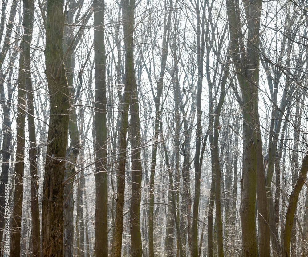Leafless forest in early spring. Leafless forest in early spring.
