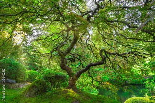 Sunshine through the beautiful Japanese Maple Tree in Portland Japanese Gardens, Oregon © Michael