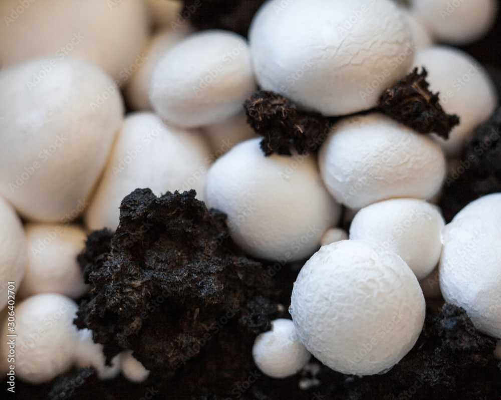 Button mushrooms in the ground Button mushrooms in the ground
